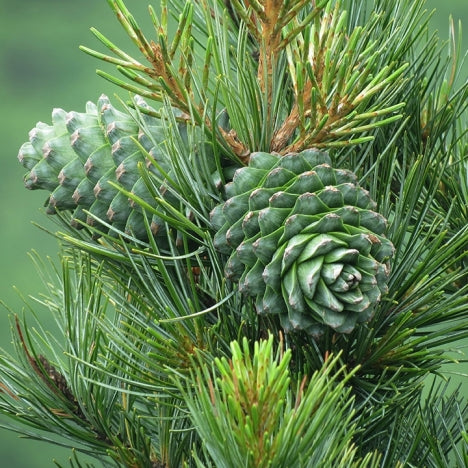 Cedarwood Essential Oil