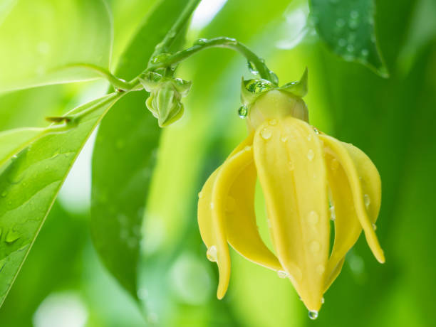 Ylang-ylang Essential oil