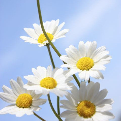 Daisy Dreamgirl Fragrance Oil