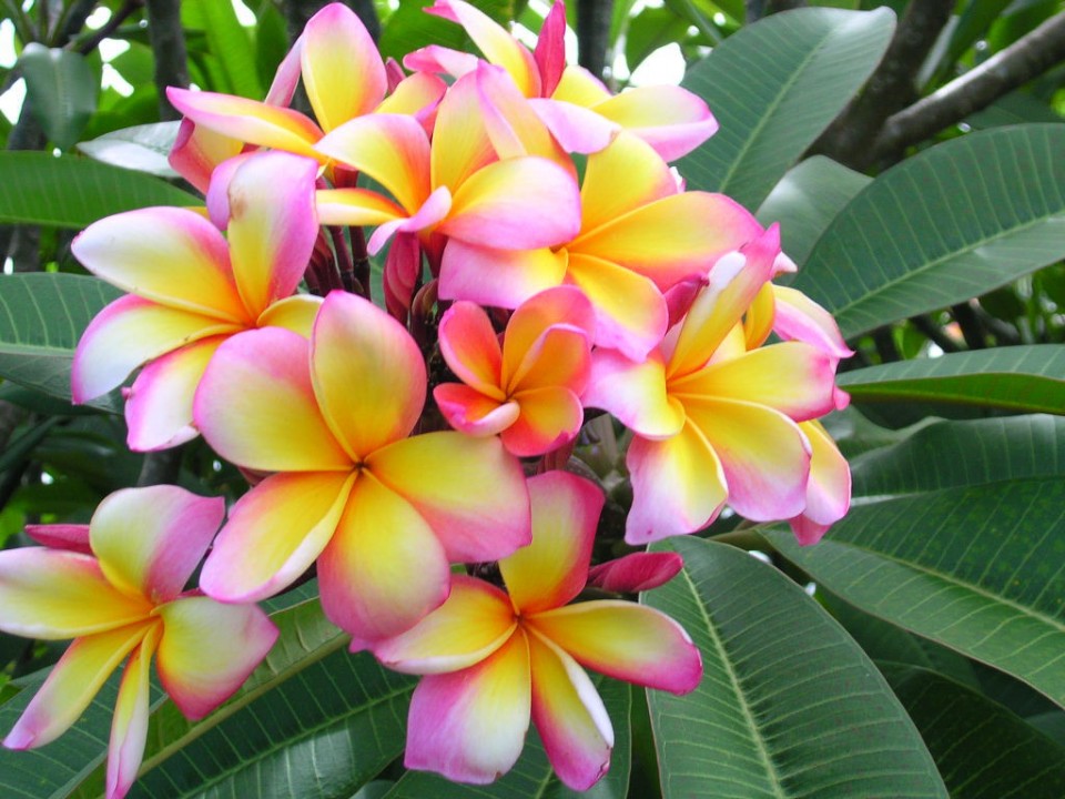Frangipani Fragrance Oil