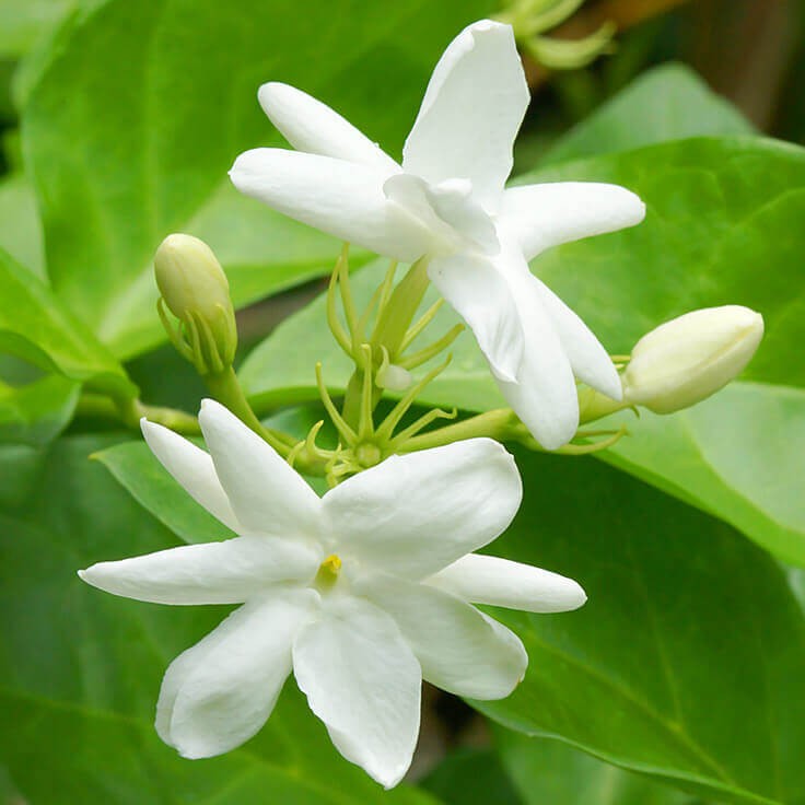 Jasmine Fragrance Oil