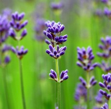 Lavender Essential Oil (commercial grade)