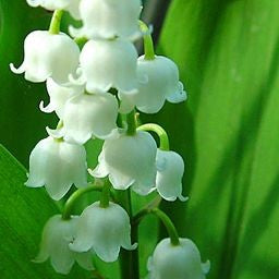 Lily of the Valley Fragrance Oil