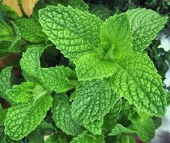 Peppermint Essential oil