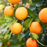 Sweet Orange Essential oil