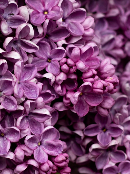 True Lilac Fragrance Oil
