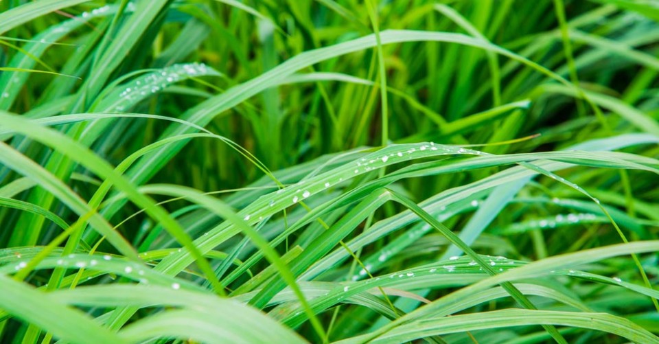 Vetiver Fragrance Oil