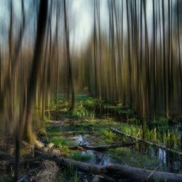 Woodland Fragrance Oil