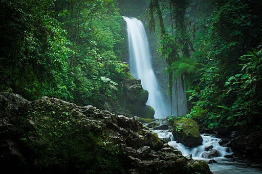 Jungle Waterfall Fragrance Oil
