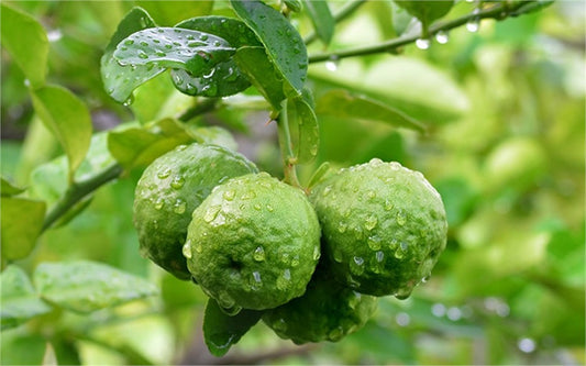 Bergamot Essential oil