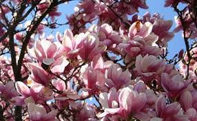 Blackberry Magnolia Fragrance Oil