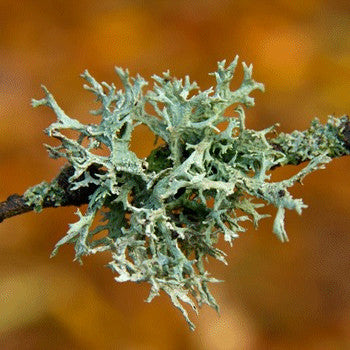 Oakmoss and Amber Type Fragrance Oil